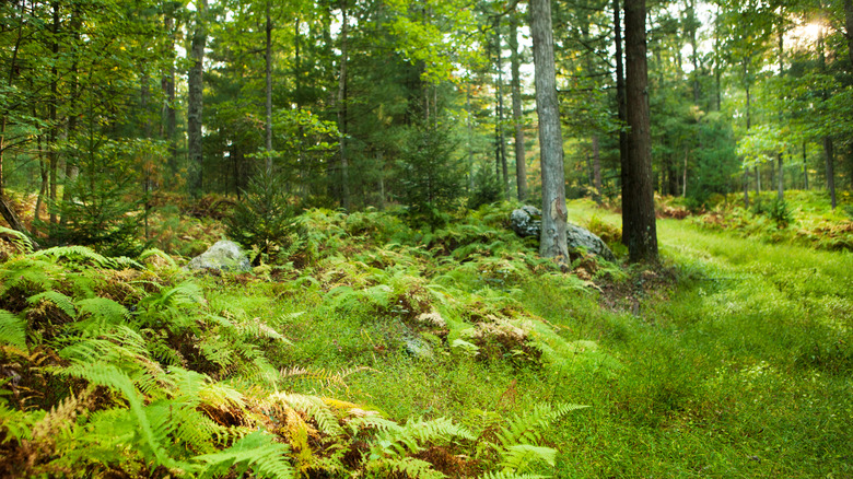 A gentle slope of trees, rocks, and ferns borders a flatter area