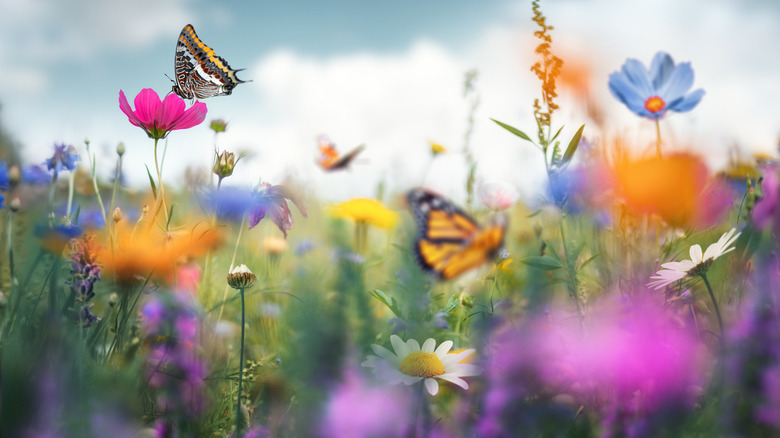 Butterflies land on colorful wild flowers
