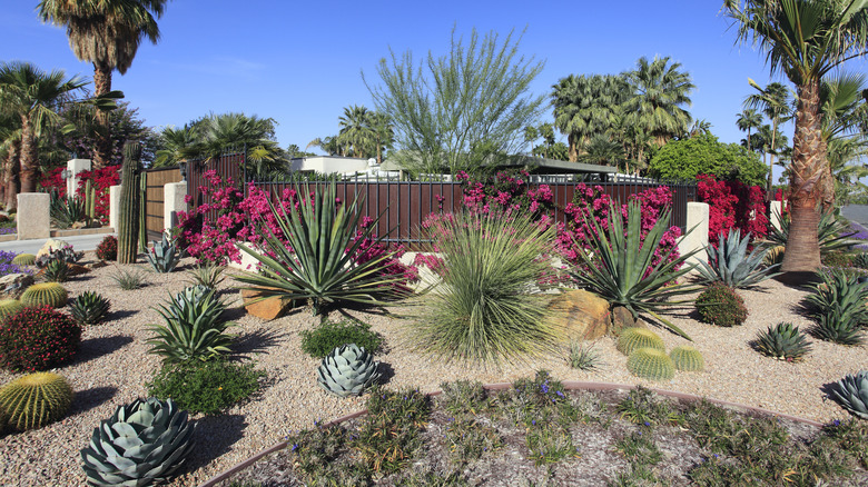 Colorful flowers and cacti make up a xeriscape garden in front of a fenced home
