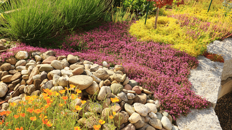 A mix of ground covers, including purple creeping thyme and yellow stonecrop, spread out expansively