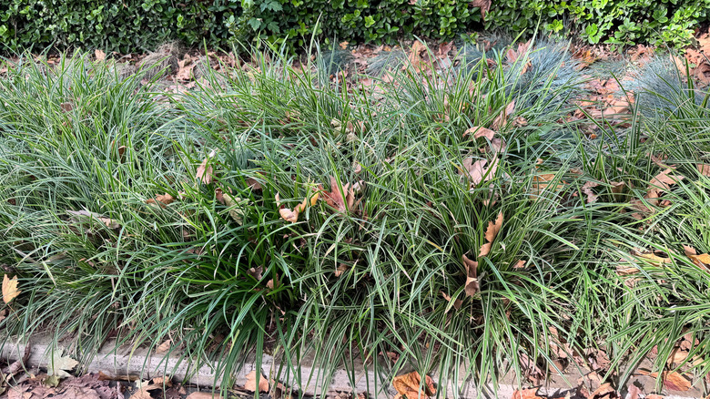 Sedges and fescues are clustered in front of shrubbery