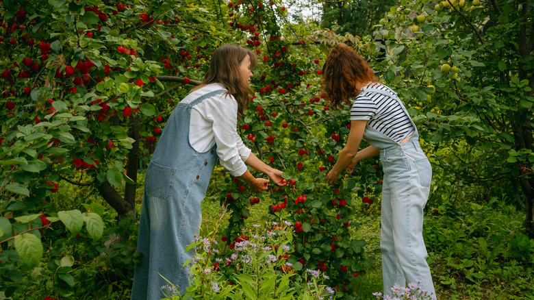 Two women pick fruit from a low-growing tree