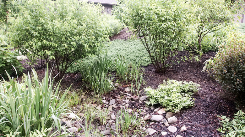 A mulched area with rocks and plants are part of a rain garden