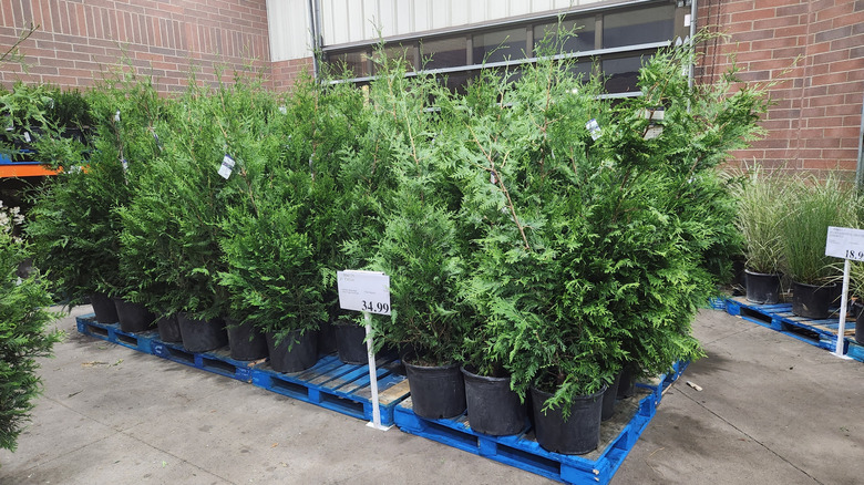Plant selection at Costco