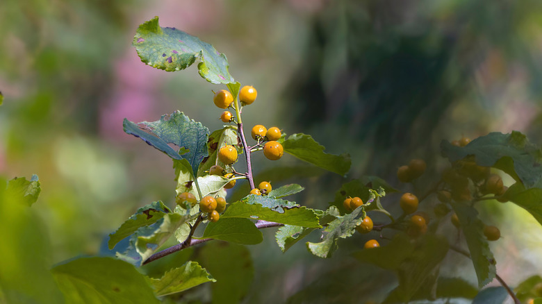 Close up of immature asiatic bittersweet berries