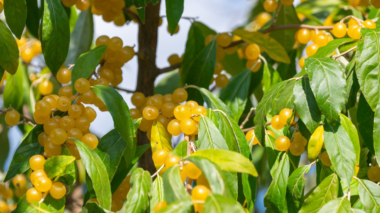 Clusters of yellow autumn olive berries still on the plant
