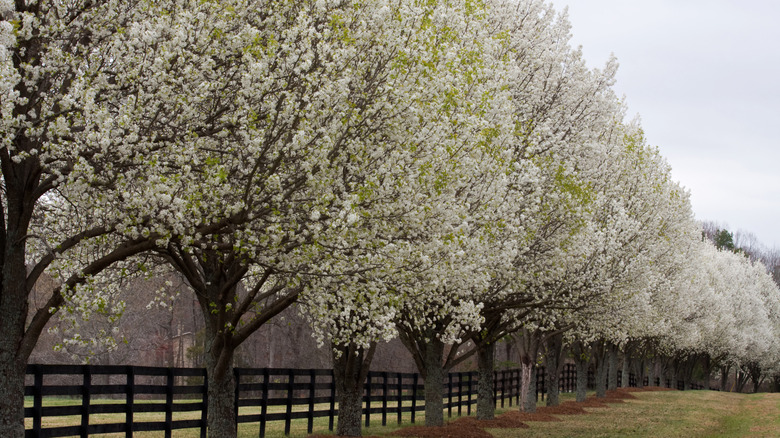 Row of Bradford pear trees in full bloom with white flowers