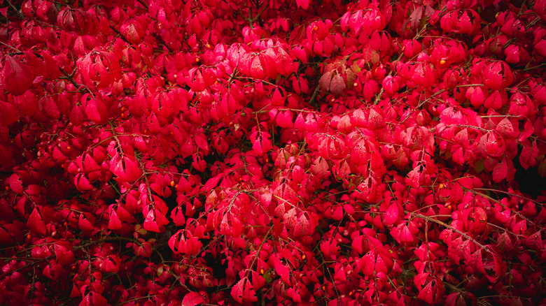 Full frame image of bright red leaves of several burning bush plants