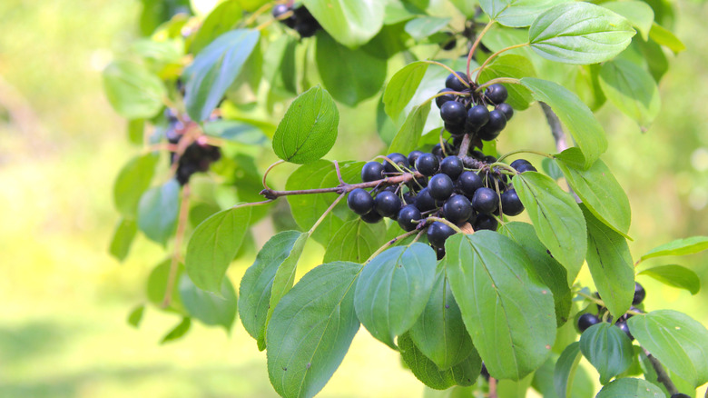 Close-up of mature black common blackthorn berries