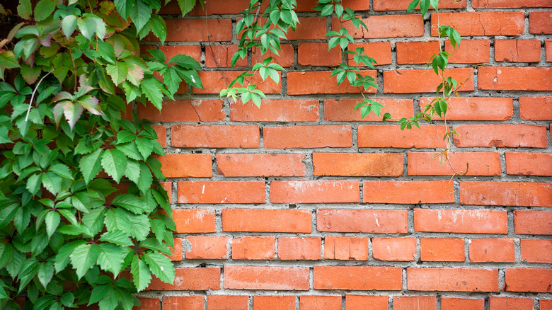 English ivy growing up the side of a brick building