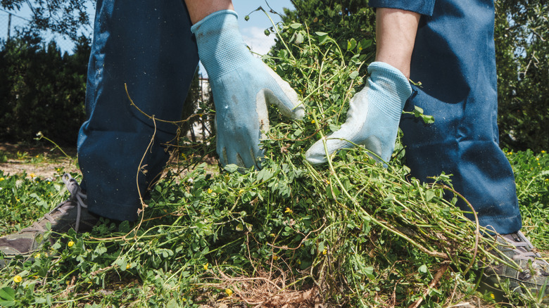 A person removing a handful of vines in a garden