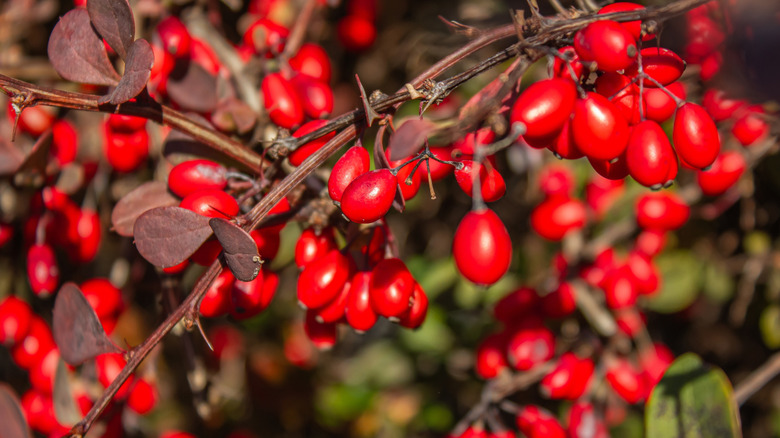 Close-up of red Japanese barberry berries