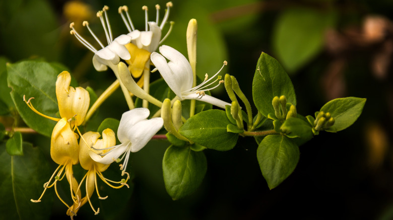Close up of Japanese honeysuckle yellow and white flowers on the vine