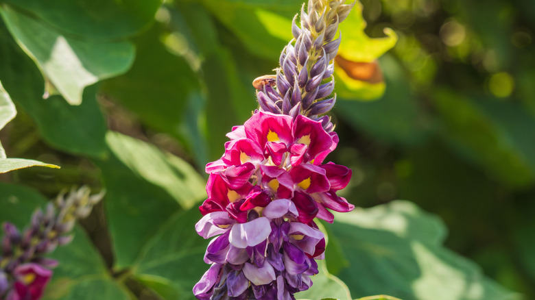 Close up of pink and purple kudzu flowers