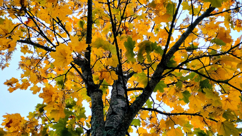 Norway maple tree with yellow leaves in autumn