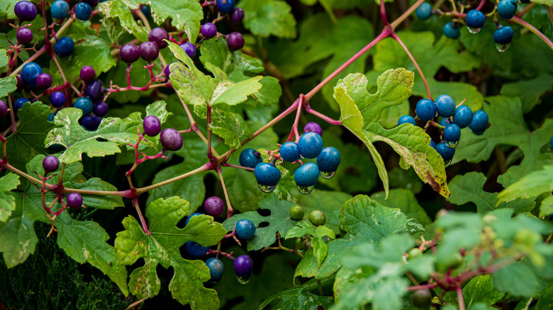 Close-up of blue and purple berries on a porcelain berry vine