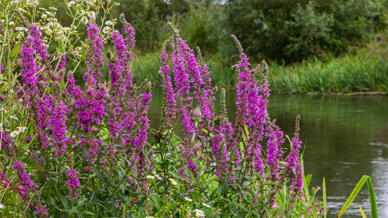 Flowering purple loosestrife plants growing on the edge of a pond