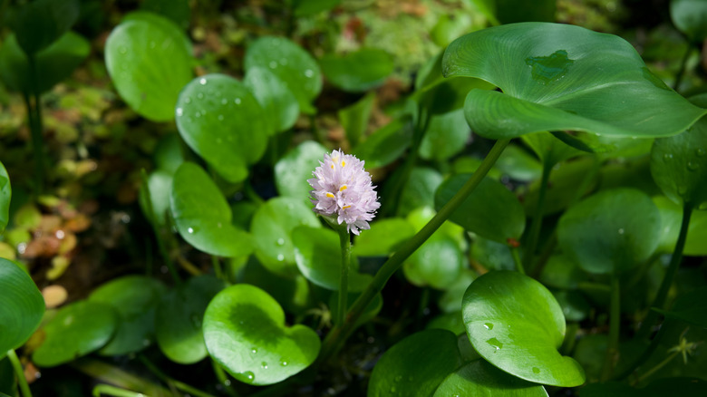 Close-up of a light purple water hyacinth flower
