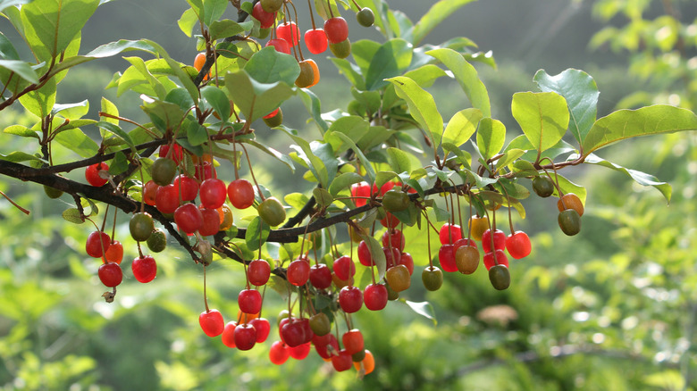 Autumn olive with ripe red fruits