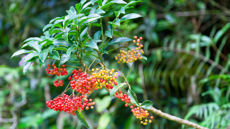 Brazilian peppertree with ripening berries