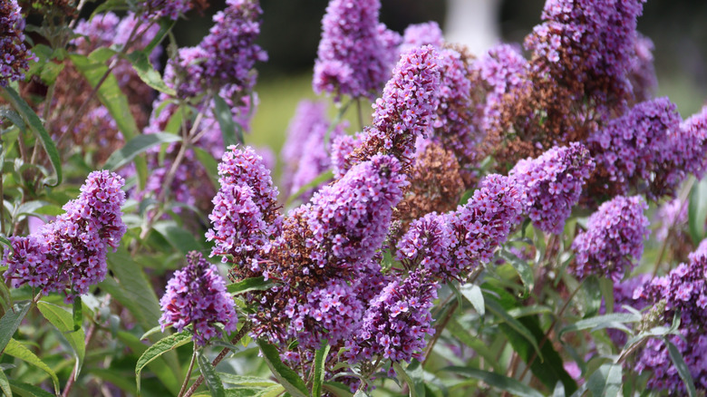Butterfly bush with purple flower clusters