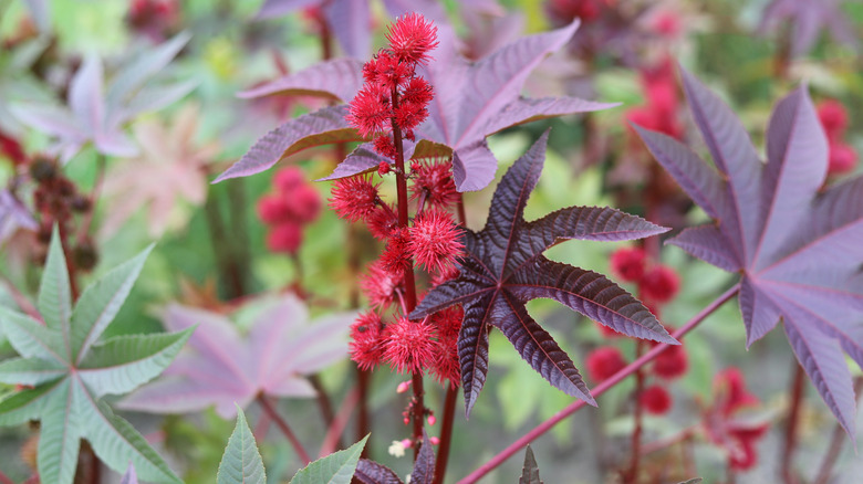 Castor bean bush with purple leaves and spiky red seed pods