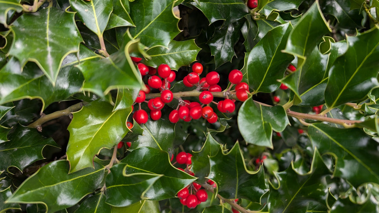 English holly with red berries