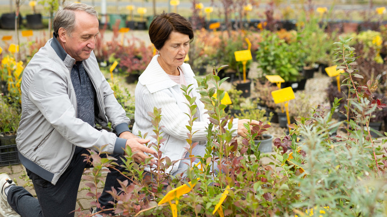 Senior couple crouches down to look at shrubs in garden nursery