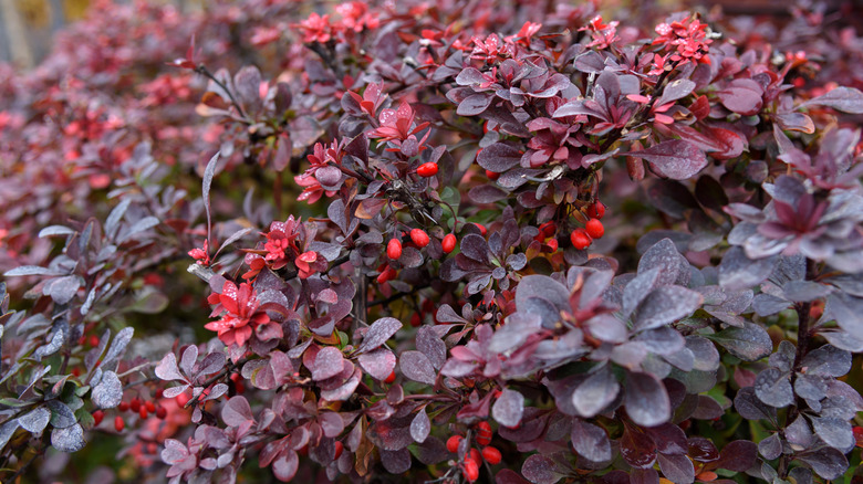 Japanese barberry bush with purple leaves and red berries