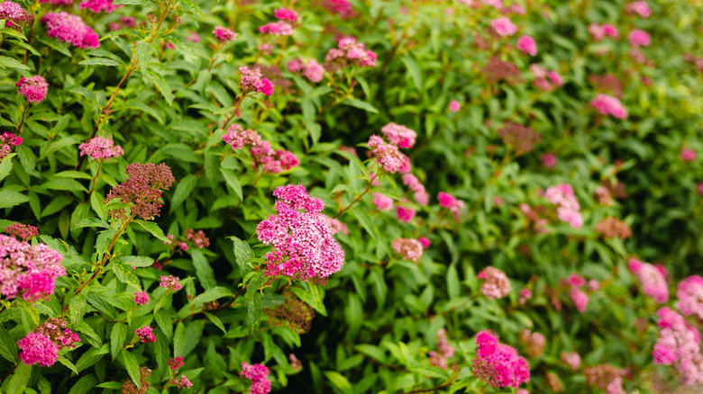 Japanese spiraea bush with pink flowers