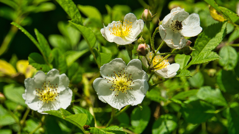 Multiflora rose bush with white flowers