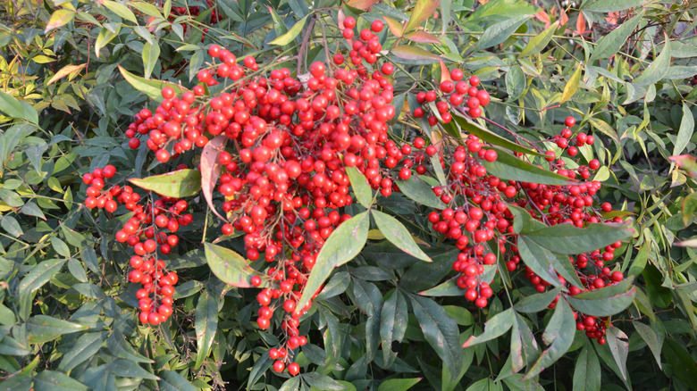 Nandina bush with red berries