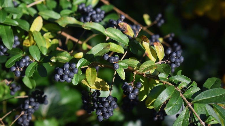Privet with dark blue berries