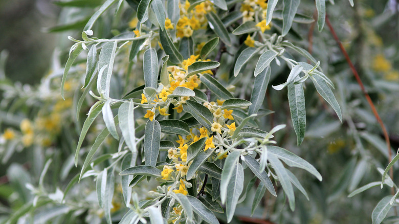 Russian olive shrub with yellow flowers