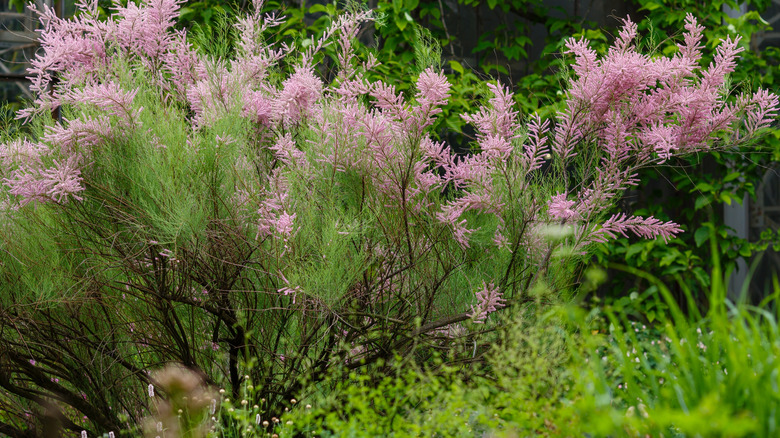 Tamarisk bush with pink flowers