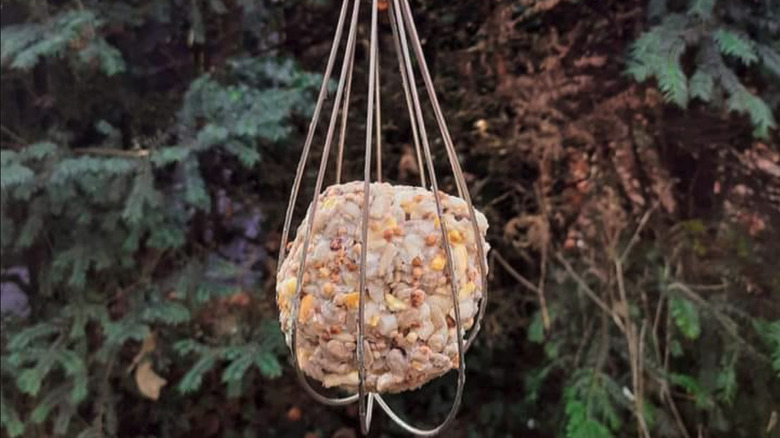 Bird seed suet inside a hanging whisk