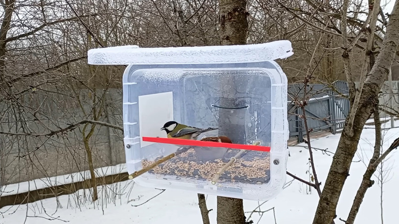Birds inside a plastic bird feeder
