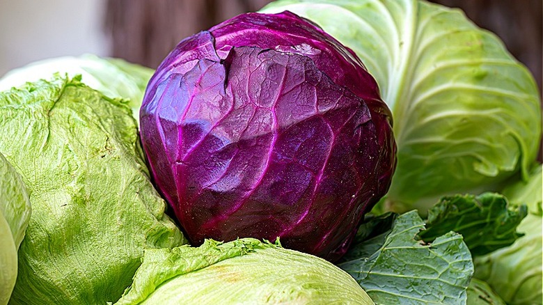 Iceberg lettuce, red cabbage, and green cabbage are shown stacked together
