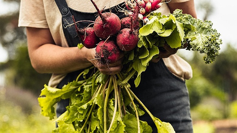 A gardener is holding several leafy greens, including beets, radishes and cooking greens