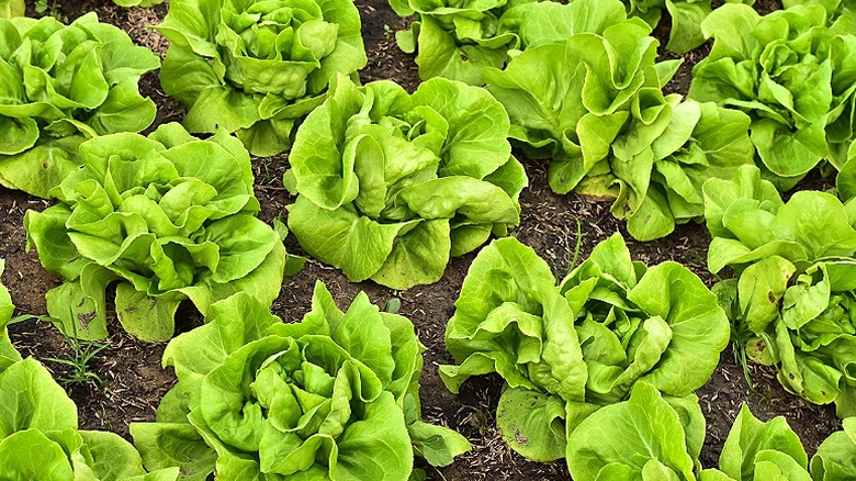 A group of butterhead lettuces are growing in a grid pattern in the garden