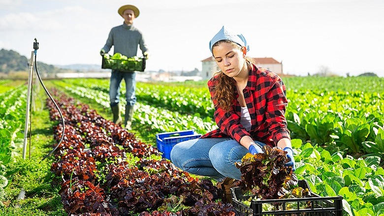 Two people gathering red and green loose-leaf lettuce from garden rows