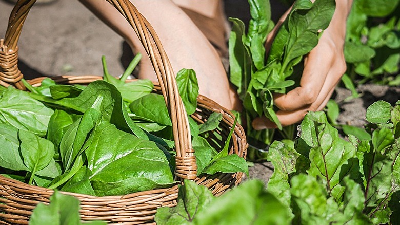 A person is harvesting spinach leaves and adding them to their wicker basket