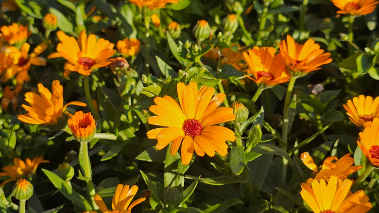 Bright orange flowers of calendula in bloom