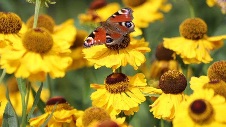 A butterfly is sitting on a yellow common sneezeweed flower