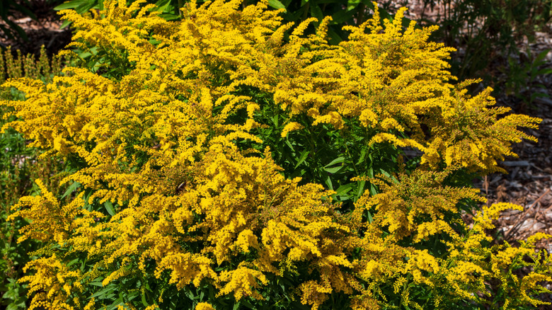 Yellow flowers of 'Fireworks' goldenrod in bloom