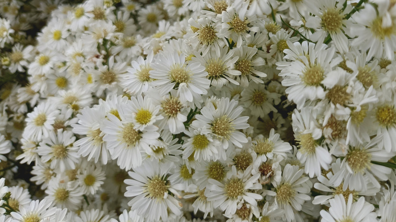 White frost aster flowers with yellow centers in bloom