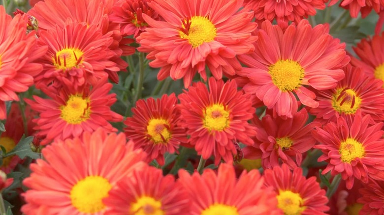 Orange-red flowers of chrysanthemum Mammoth Dark Bronze Daisy