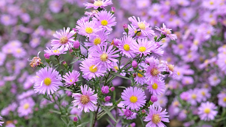 Lavender flowers of New England aster