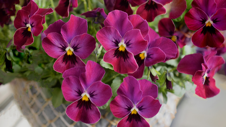Pretty burgundy pansies growing in a pot