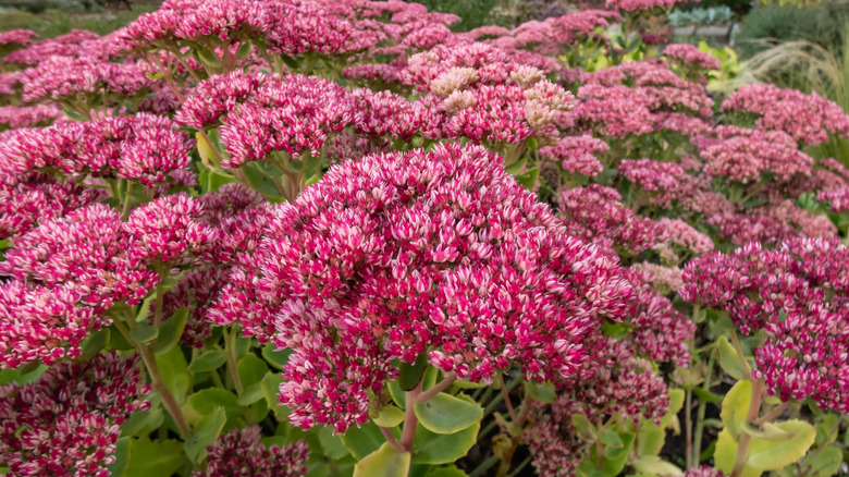 Pink flowers of Sedum 'Autumn Joy' in bloom